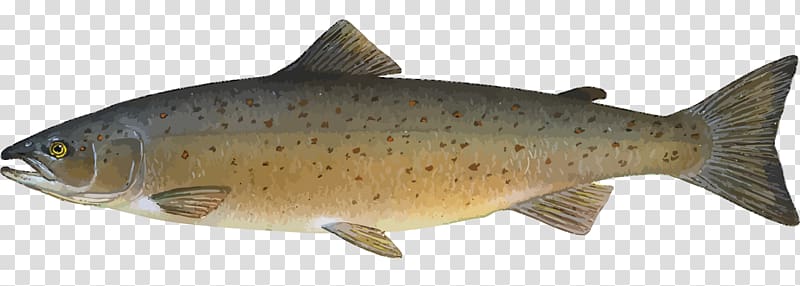 Atlantic salmon Salmonids Fish farming, Cute Salmon transparent background PNG clipart