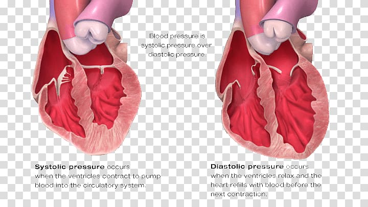 Diastole Blood pressure Systole Heart, blood pressure transparent background PNG clipart