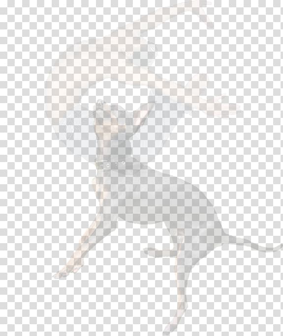 Italian Greyhound Canidae Carnivora Mammal, show results transparent background PNG clipart