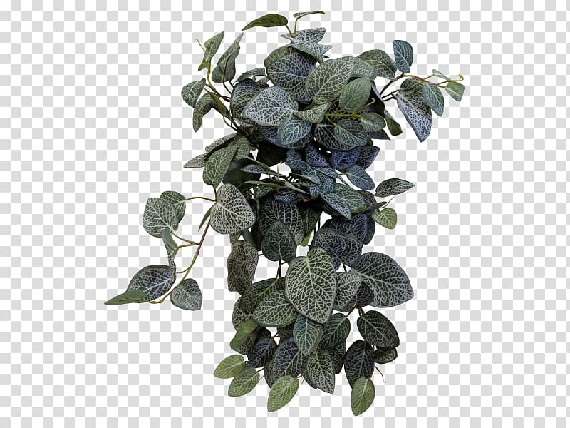 Fittonia Tree Leaf Shrub Peace lily, Fittonia transparent background PNG clipart