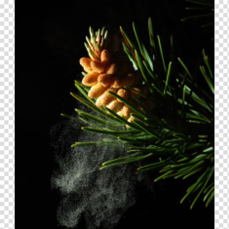 Pine Fir Pollen Conifer cone Powder, battlefield of gunpowder transparent background PNG clipart