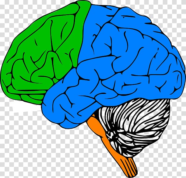 Outline of the human brain Drawing, Brain transparent background PNG clipart