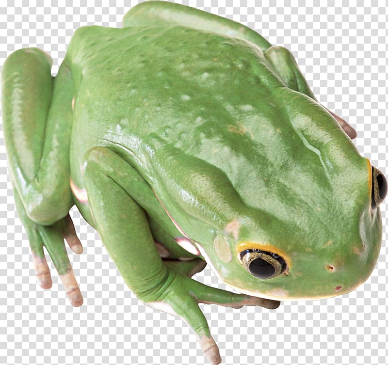 Frog Computer file, green frog transparent background PNG clipart