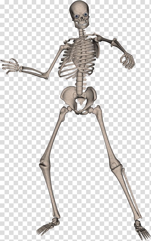 Skeleton transparent background PNG clipart