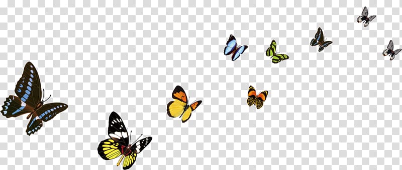 Butterfly Color Decorative arts, butterfly transparent background PNG clipart