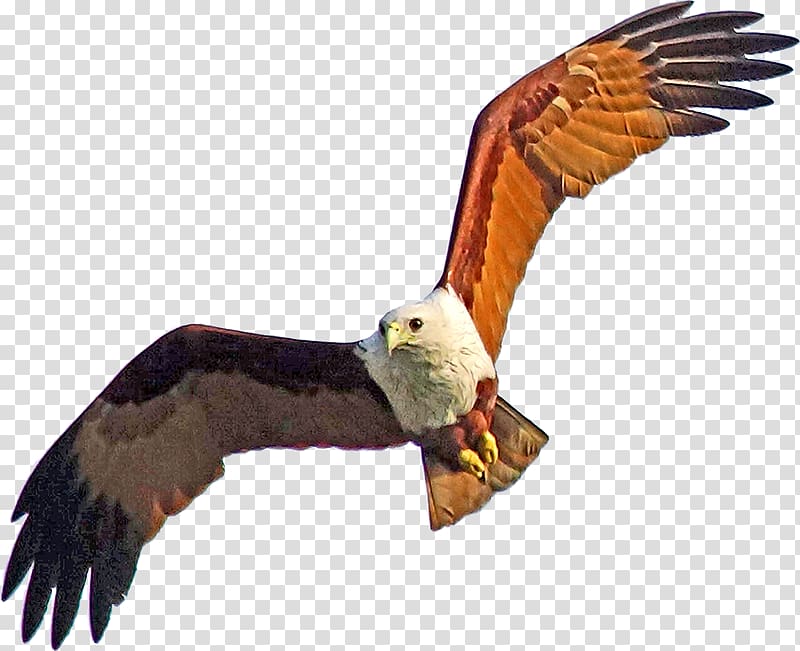 Bald eagle Hawk Vulture Buzzard, eagle transparent background PNG clipart