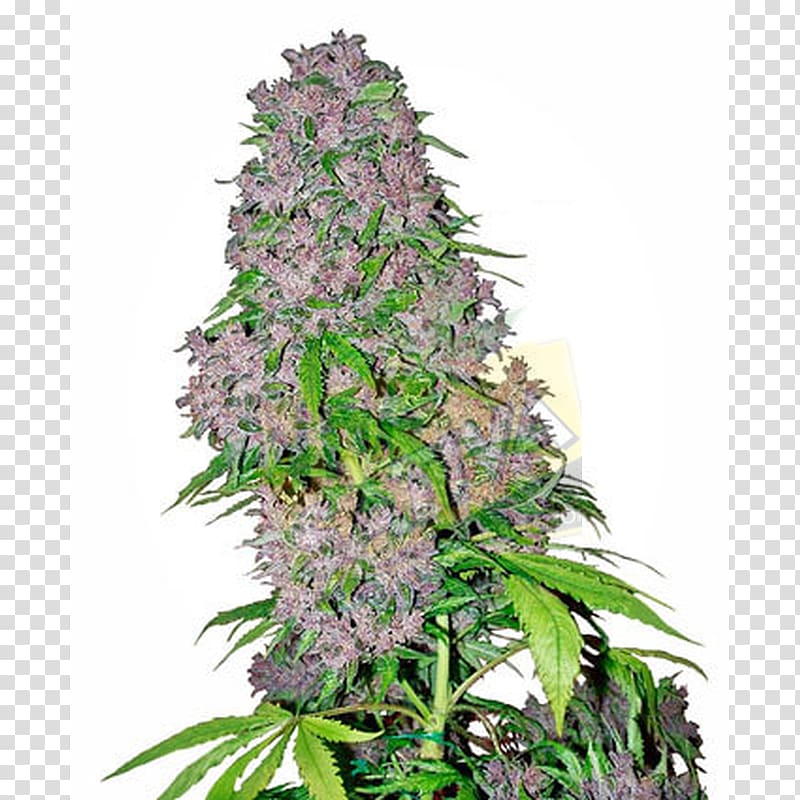 Cannabis sativa Bud Sensi Seeds Kush, cannabis transparent background PNG clipart