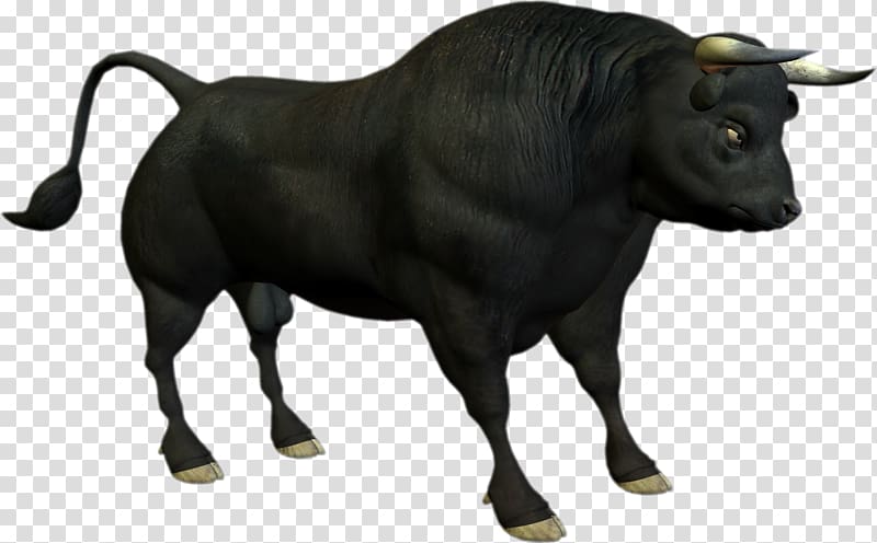 Angus cattle Bull , Angry cow transparent background PNG clipart