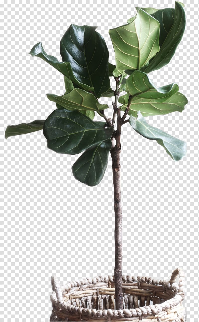 Fiddle-leaf fig Common fig Plants Weeping fig Houseplant, plants transparent background PNG clipart
