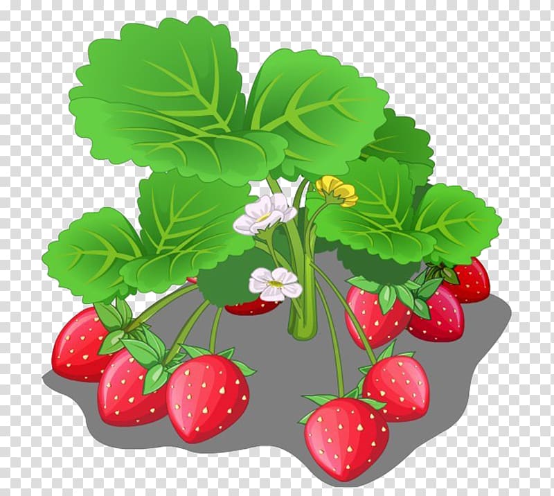 Strawberry Fruit Cartoon, strawberry transparent background PNG clipart