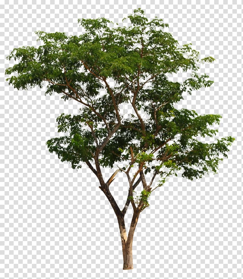 green tree, Tasmanian blue gum Australian Native Trees , tree transparent background PNG clipart