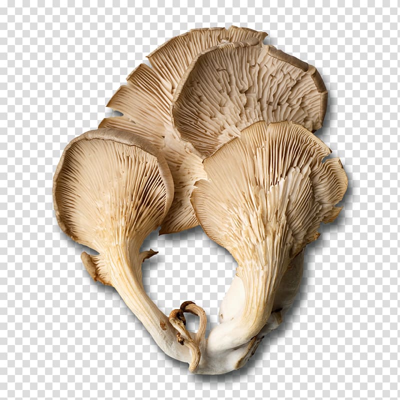 Oyster Mushroom Edible mushroom Fungus, mushroom transparent background PNG clipart