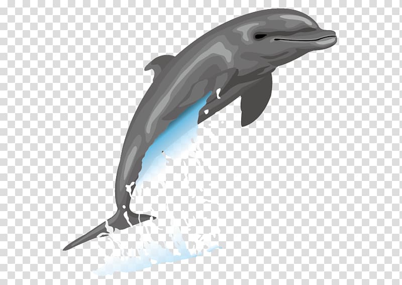 Dolphin Free content Drawing , Dolphins transparent background PNG clipart