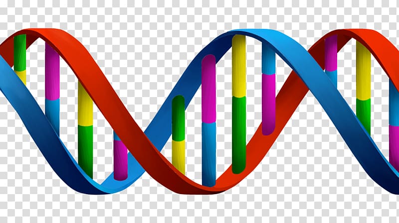 DNA and RNA Cell Genetics , DNA transparent background PNG clipart