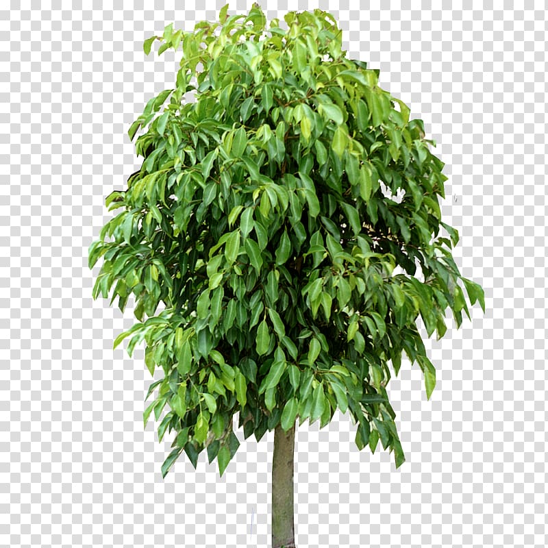 hanging banyan tree transparent background PNG clipart