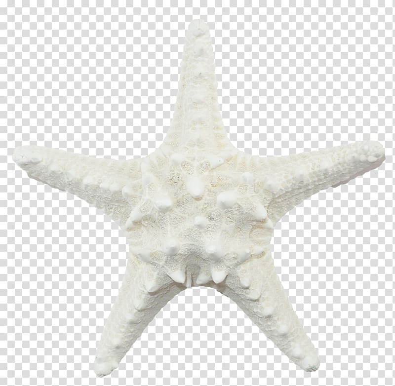 Starfish Echinoderm White, starfish transparent background PNG clipart