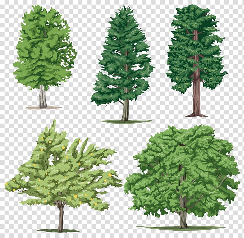 Tree Computer Icons , tree transparent background PNG clipart