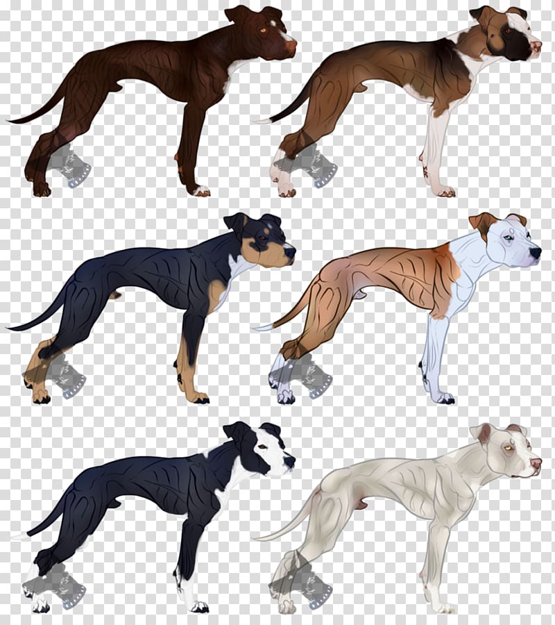 Dog breed Whippet Lurcher American Pit Bull Terrier, Pit Bull transparent background PNG clipart