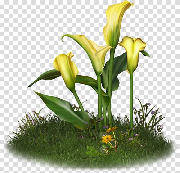 Floral design Flower Arum-lily Lilium, Hand painted calla lily transparent background PNG clipart