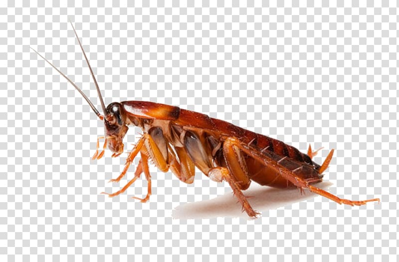 brown cockroach , Cockroach Spider Ant Pest control Rat, Cockroach transparent background PNG clipart