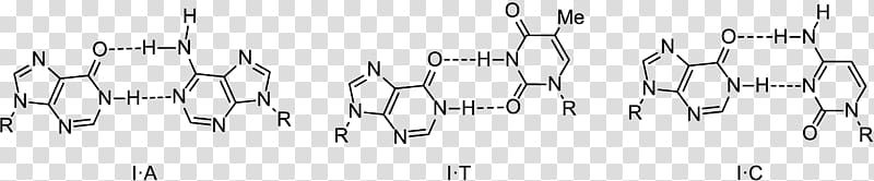 Wobble base pair Inosine Cytosine, others transparent background PNG clipart