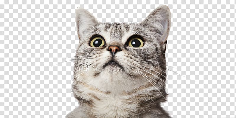 British Shorthair Tabby cat Felidae Pet, kitten on head transparent background PNG clipart