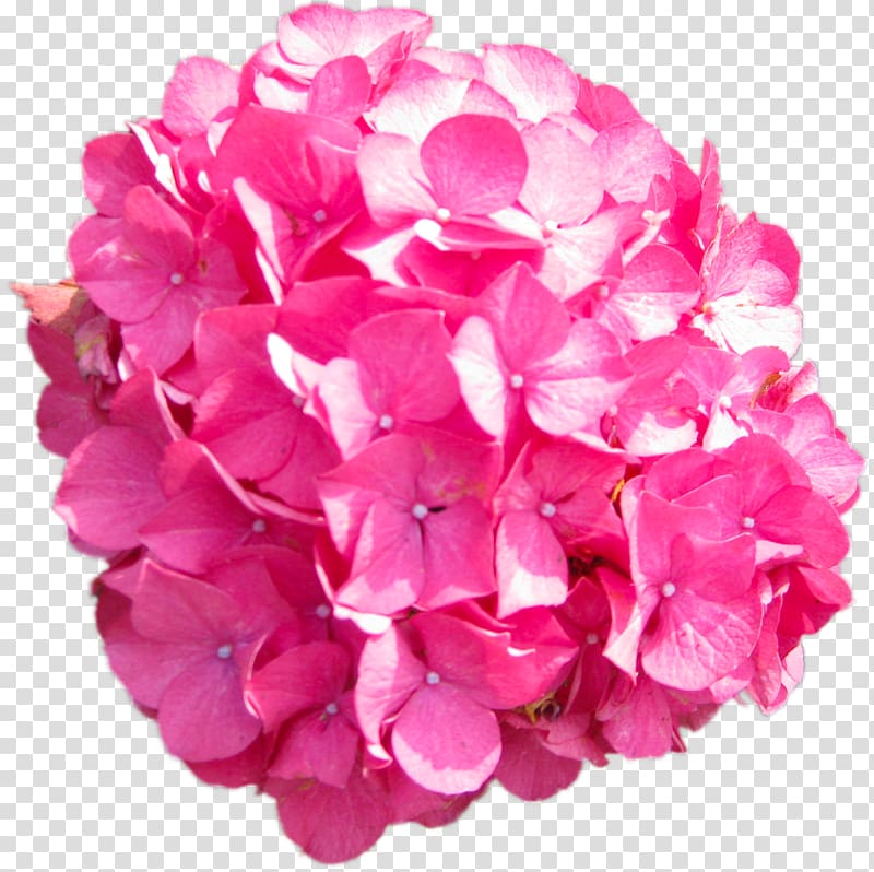 Hydrangea Pink , marigold transparent background PNG clipart