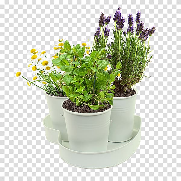 English lavender Herb Plants Peppermint Garden, Afternoon Tea Time transparent background PNG clipart