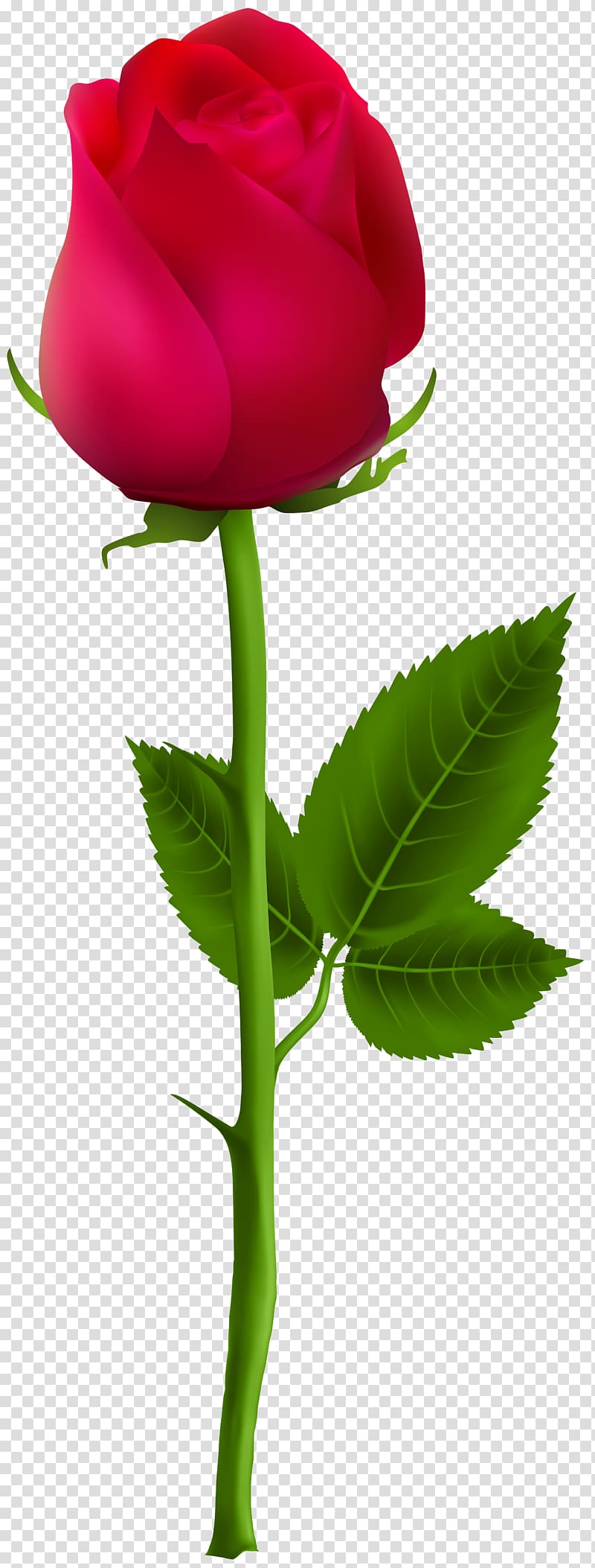 red rose, PicsArt Studio editing , Red Rose transparent background PNG clipart