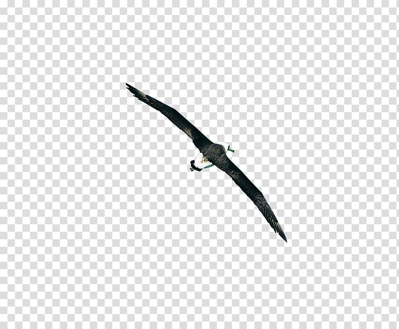 Bird Black White Sky Font, Soar eagle transparent background PNG clipart