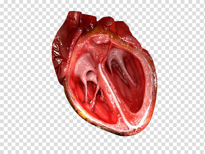 Heart valve Ventricle Human body Blood vessel, heart transparent background PNG clipart