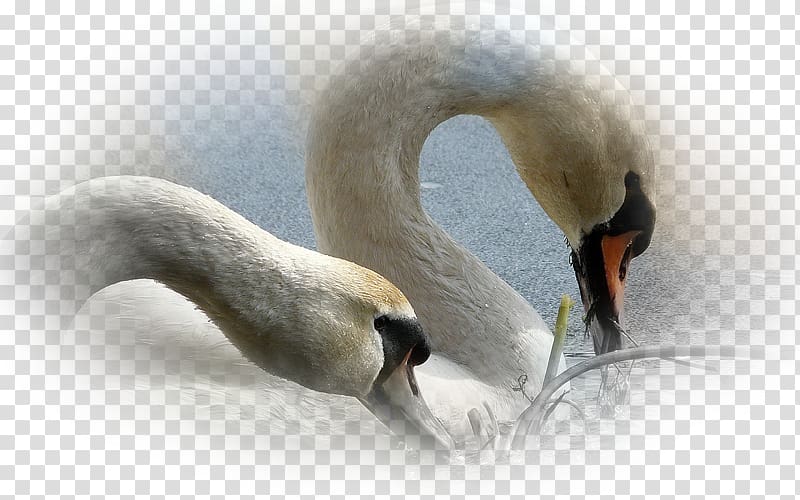 Mute swan Desktop Screensaver Mobile Phones, others transparent background PNG clipart