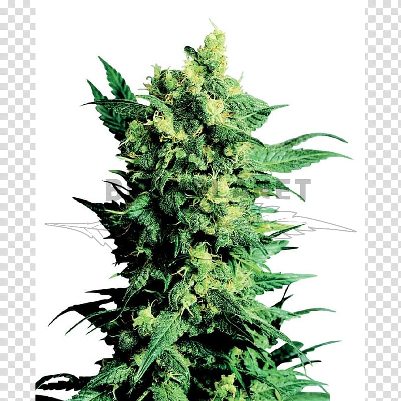 Shiva Cannabis Sensi Seeds Marijuana, skunk transparent background PNG clipart