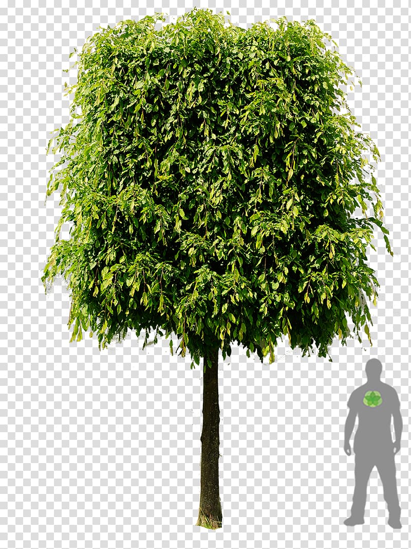 Carpinus betulus Espalier Tree Branch Evergreen, rhododendron transparent background PNG clipart