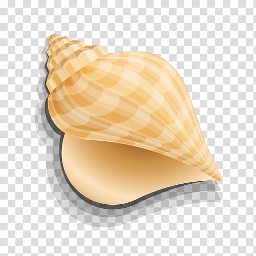 Seashell Computer graphics, Golden conch transparent background PNG clipart