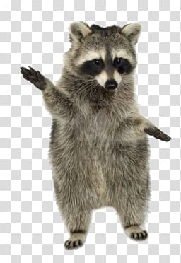 Raccoon transparent background PNG clipart