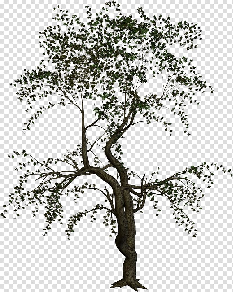 treelet Woody plant Branch, cartoon tree transparent background PNG clipart