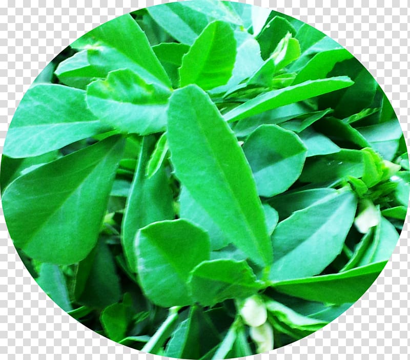 Indian cuisine Herb Coriander Spice, coriander transparent background PNG clipart