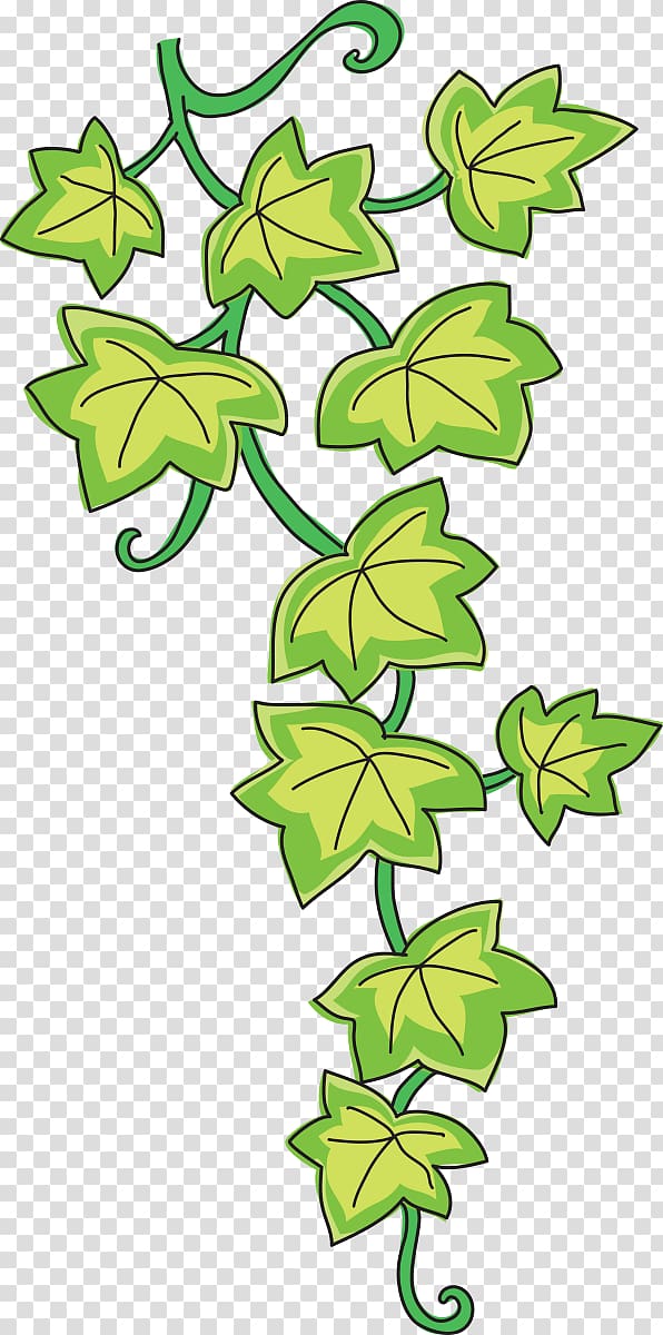 Common ivy Drawing Vine , enredadera transparent background PNG clipart