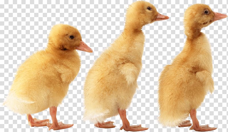 three yellow ducklings, Duck American Pekin Bird, Duck transparent background PNG clipart