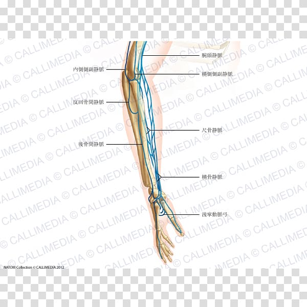 Finger Forearm Vein Elbow Hand, hand transparent background PNG clipart