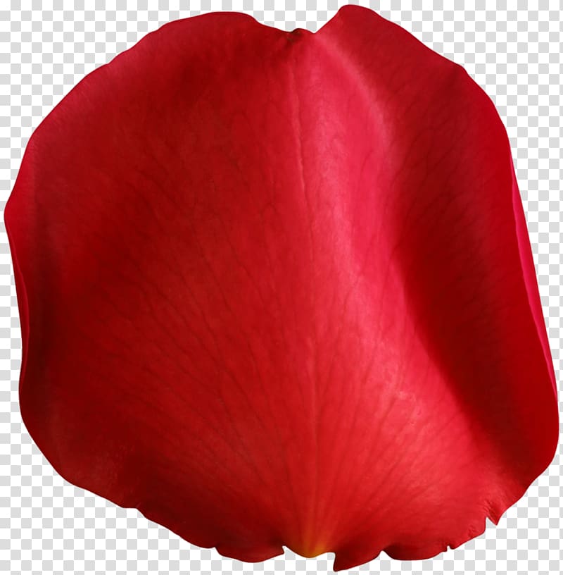 rose petal , , Rose Petal Red transparent background PNG clipart