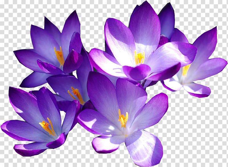 China National Pharmaceutical Group Xinjiang Medicines Co., Ltd. Violet Color, Purple crocus transparent background PNG clipart