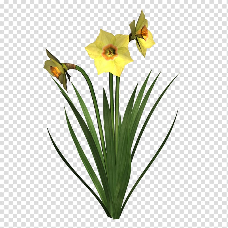 Narcissus pseudonarcissus Narcissus tazetta I Wandered Lonely as a Cloud , daffodil transparent background PNG clipart