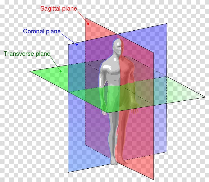 Anatomical plane Transverse plane Anatomy Sagittal plane Coronal plane, Plane transparent background PNG clipart