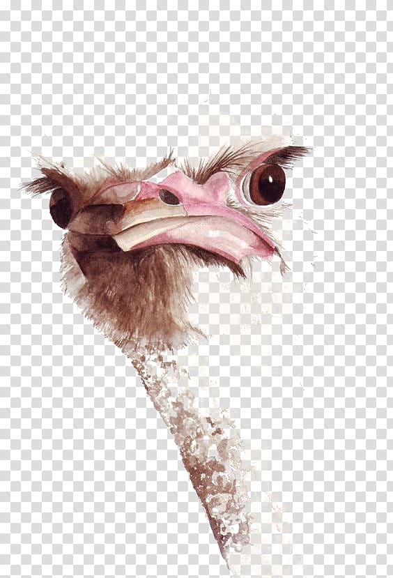 brown ostrich head illustration, Common ostrich Bird Watercolor painting Drawing, ostrich transparent background PNG clipart