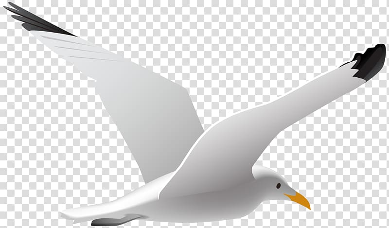 white seagull , Gulls Bird , Seagull transparent background PNG clipart