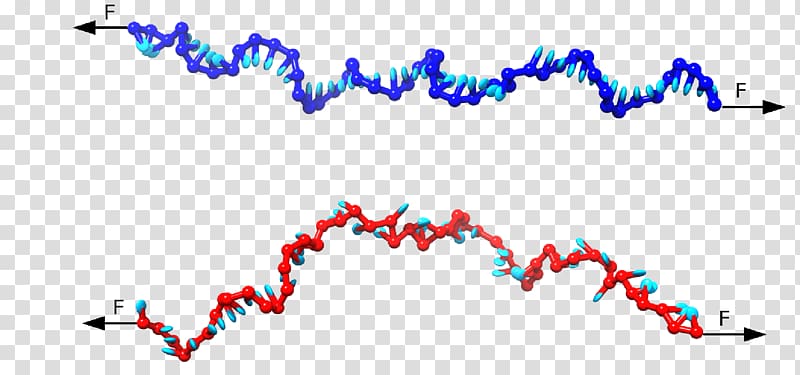 DNA virus Force Nucleotide Tension, pulling transparent background PNG clipart