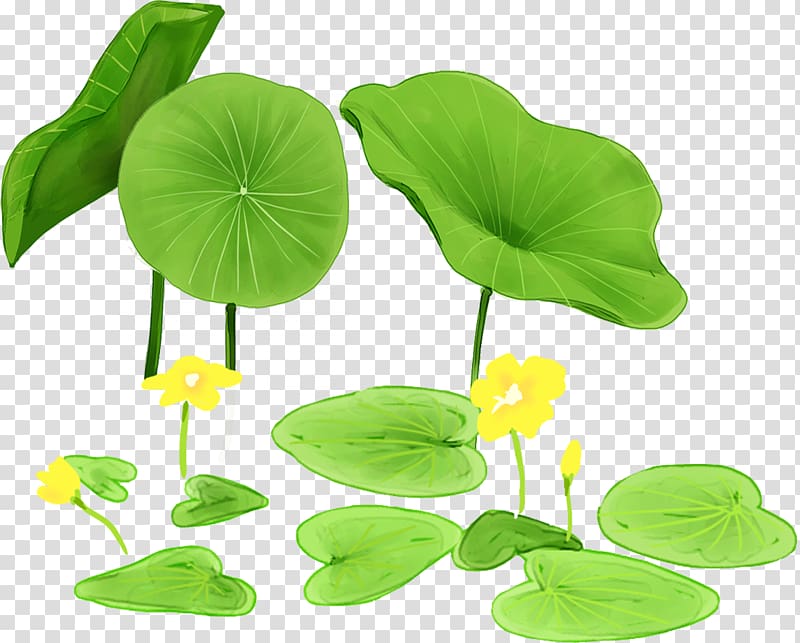 Nelumbo nucifera Leaf Icon, Lotus leaf transparent background PNG clipart