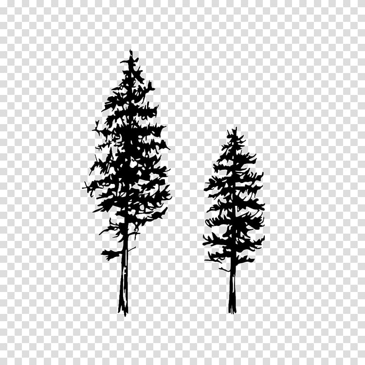 Drawing Fir Conifers Tree Eastern white pine, sketch tree transparent background PNG clipart